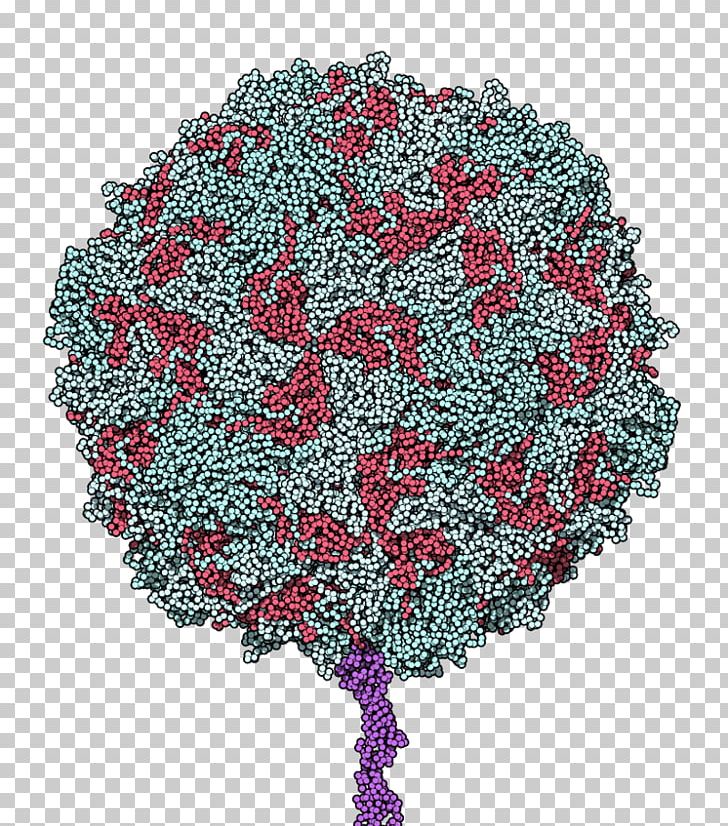 Poliovirus CD155 Polio Vaccine Poliomyelitis Receptor PNG, Clipart, Capsid, Cd155, Cell, Cluster Of Differentiation, Disease Free PNG Download