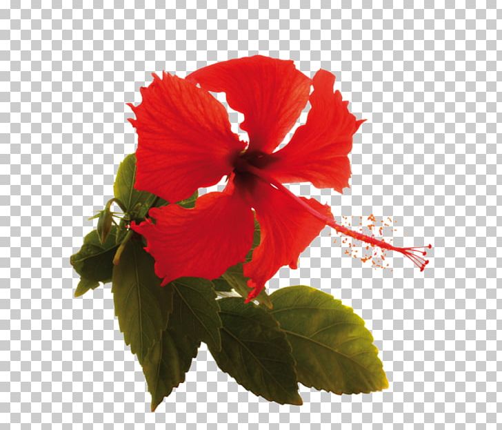 Shoeblackplant Annual Plant Family Herbaceous Plant Plants PNG, Clipart, Annual Plant, Borobudur, China Rose, Chinese Hibiscus, Family Free PNG Download