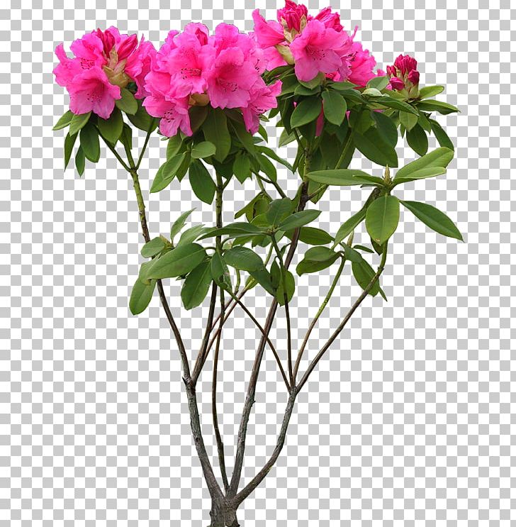 Cut Flowers Plant Flowerpot PNG, Clipart, Azalea, Branch, Cut Flowers, Dresden, Eng Free PNG Download