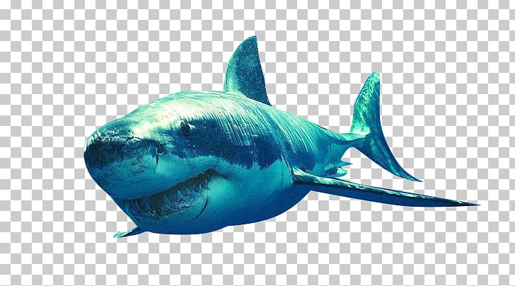 Shark Bruce PNG, Clipart, Animals, Blue, Bru, Cartilaginous Fish, Deep Free PNG Download