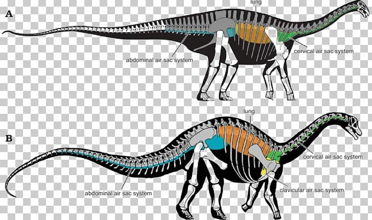 Velociraptor Sauropoda Brachiosaurus Bird Tyrannosaurus PNG, Clipart, Anatomy, Animal, Animals, Apatosaurus, Background Free PNG Download