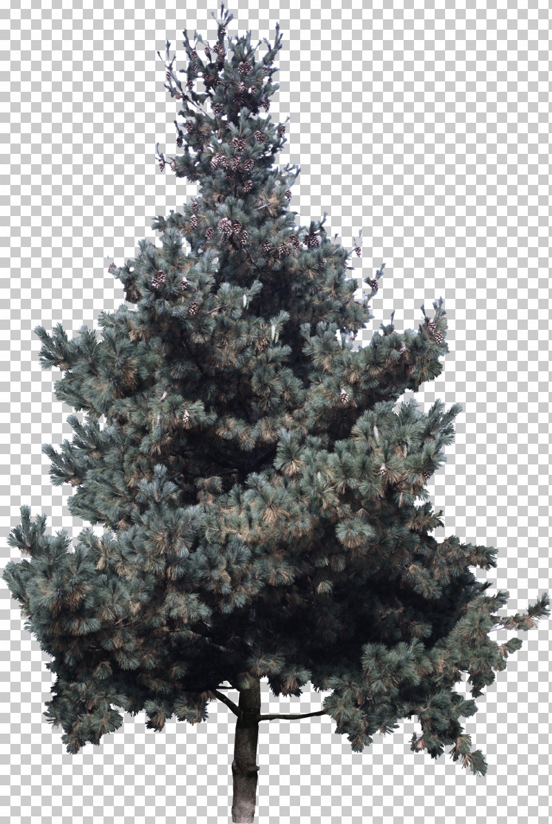 Christmas Tree PNG, Clipart, American Larch, Arizona Cypress, Balsam Fir, Canadian Fir, Christmas Decoration Free PNG Download