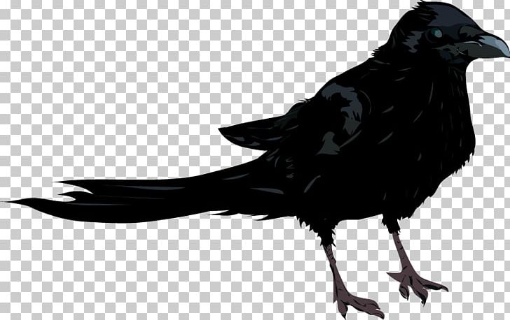 American Crow New Caledonian Crow Rook Drawing PNG, Clipart, American Crow, Art, Beak, Bird, Black And White Free PNG Download