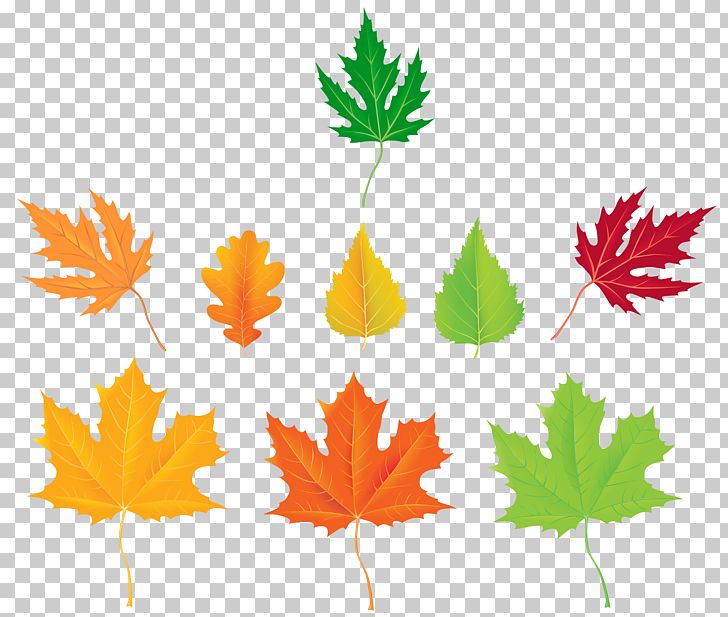 Leaf Maple Leaf Design PNG, Clipart, Autumn, Autumn Leaf Color, Autumn Leaves, Clipart, Clip Art Free PNG Download