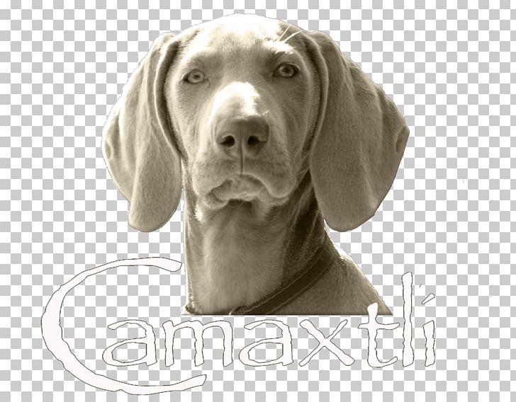 Weimaraner Dog Breed Companion Dog Pointing Breed Snout Png