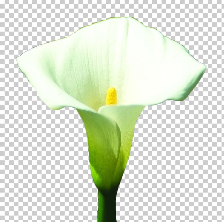 Arum-lily Arum Lilies Lilium White PNG, Clipart, Alismatales, Arum, Arumlily, Background White, Black White Free PNG Download