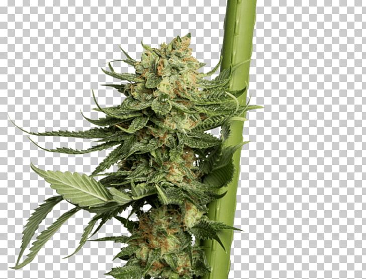 Cannabis Sativa Cannabis Cup Hemp Kush PNG, Clipart, Best Quality Seeds Bank, Blunt, Cannabis, Cannabis Cup, Cannabis Sativa Free PNG Download
