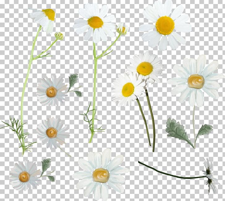 Common Daisy Oxeye Daisy Roman Chamomile Chrysanthemum Tea PNG, Clipart, Chamaemelum Nobile, Chamomile, Chrysanthemum, Chrysanths, Common Daisy Free PNG Download