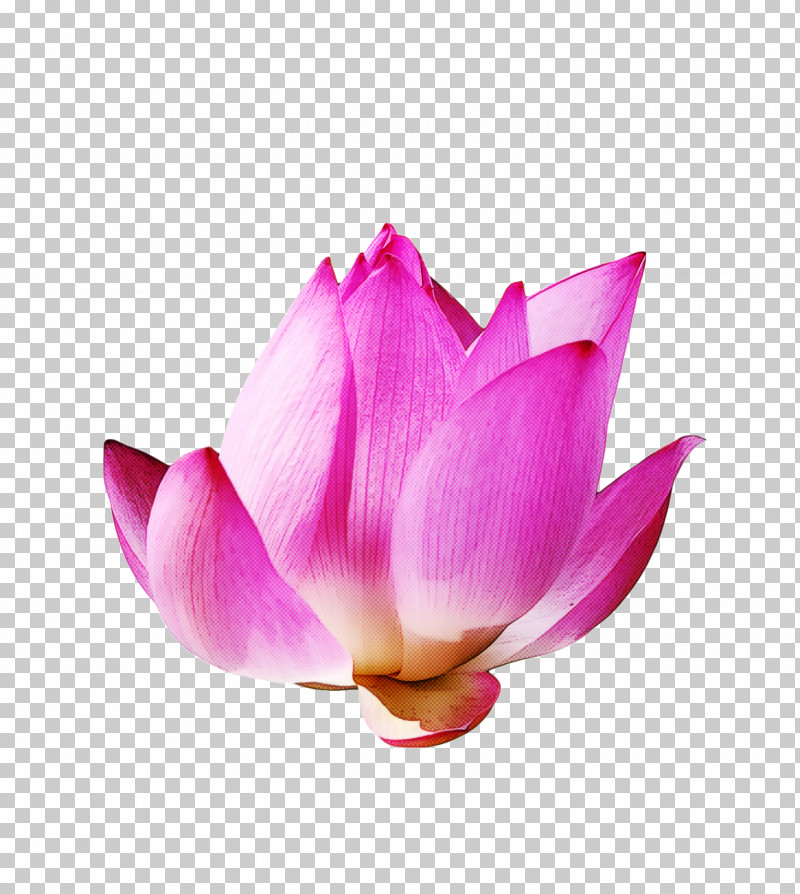 Lotus Flower Summer Flower PNG, Clipart, Aquatic Plant, Biology, Bud, Flower, Herbaceous Plant Free PNG Download