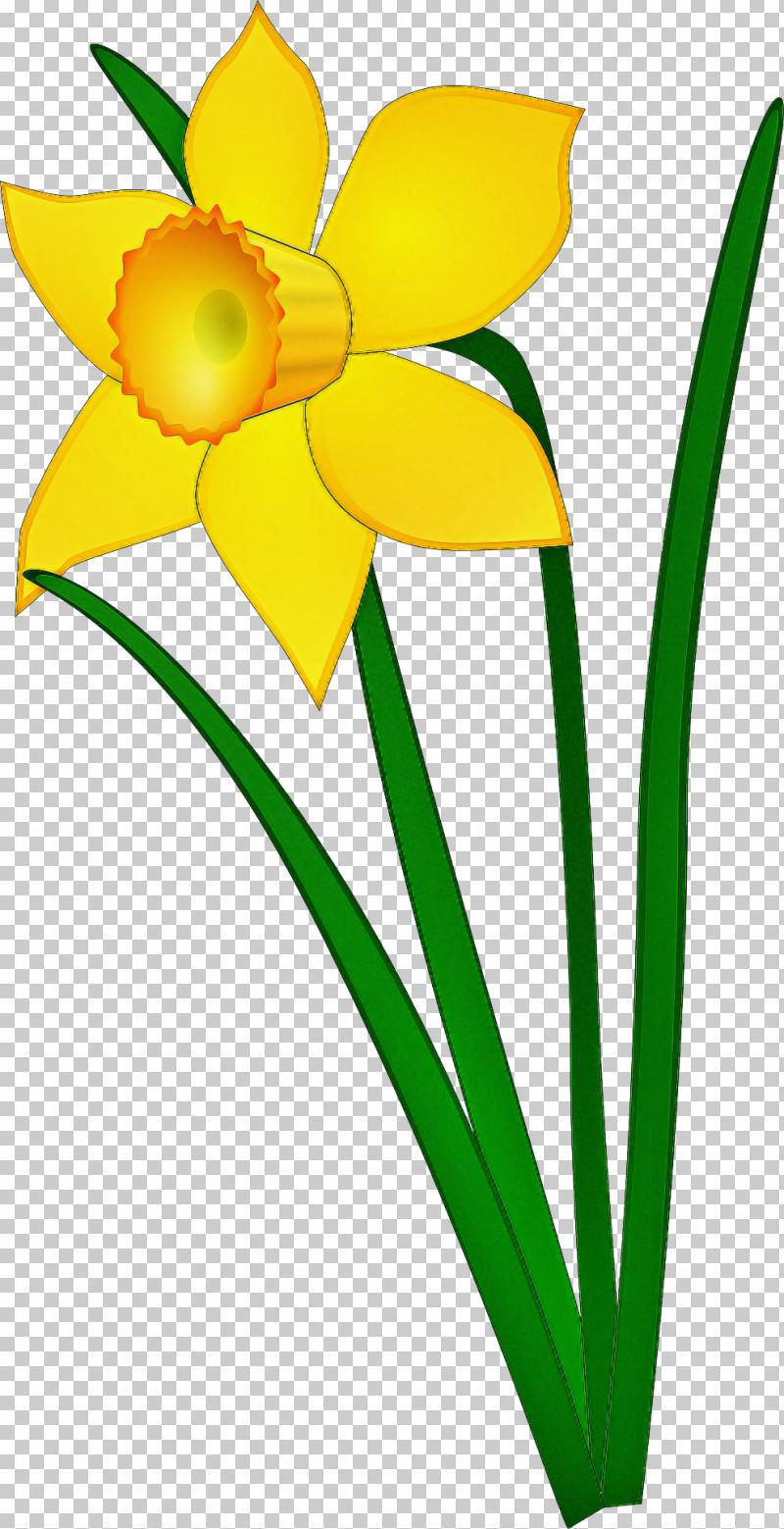 Yellow Flower Petal Plant Narcissus PNG, Clipart, Amaryllis Family, Cut Flowers, Flower, Narcissus, Pedicel Free PNG Download