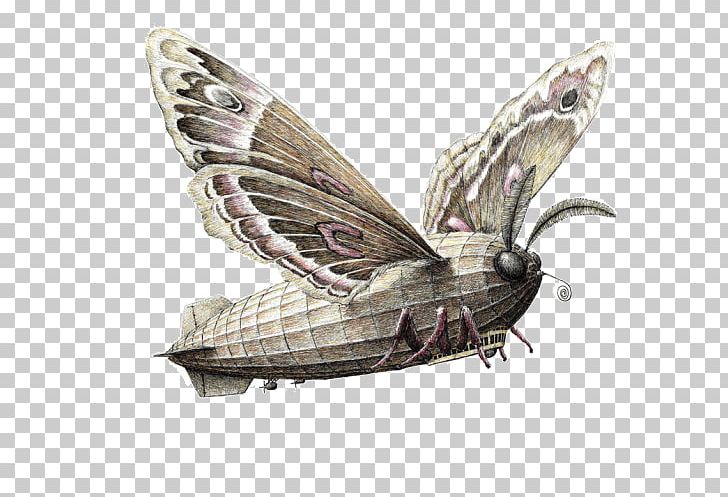 Drawing Animal Object Illustration PNG, Clipart, Animals, Art, Brush Footed Butterfly, Cartoon Character, Cartoon Eyes Free PNG Download