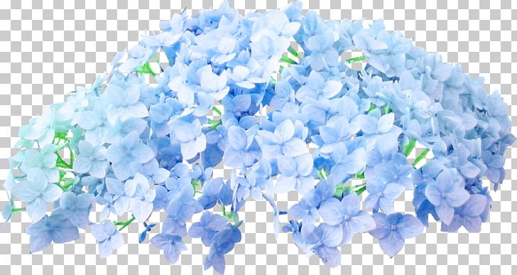 Blue Color Flower PNG, Clipart, Blue, Color, Digital Image, Flower, Frise Free PNG Download