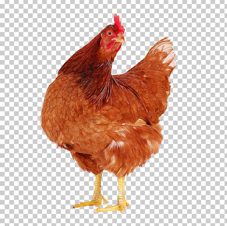 Faverolles Chicken Hen Egg Poultry PNG, Clipart, Beak, Bird, Chicken, Egg, Farm Free PNG Download