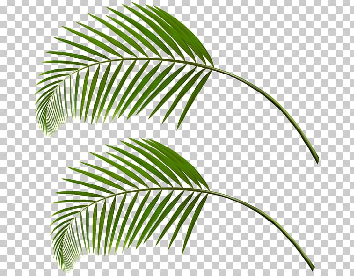 Arecaceae Leaf Palm Branch PNG, Clipart, Arecaceae, Arecales, Art Museum, Branch, Coco Leaf Free PNG Download