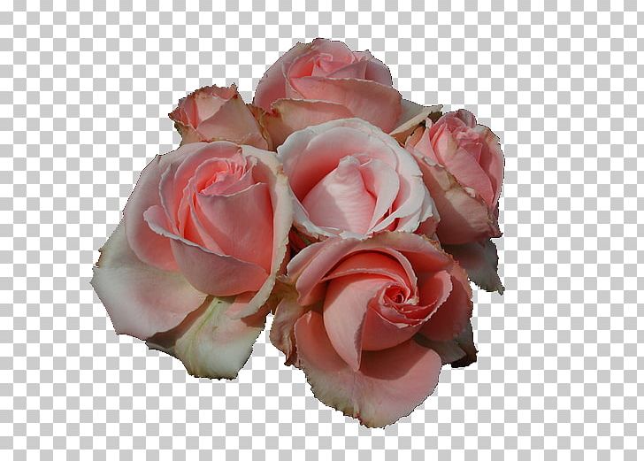 Flower Rosa Peace Hybrid Tea Rose PNG, Clipart, Artificial Flower, Cut Flowers, Floribunda, Flower, Flower Bouquet Free PNG Download