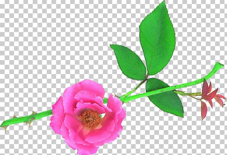 Garden Roses Cut Flowers Desktop Centifolia Roses PNG, Clipart, Art, Artificial Flower, Branch, Bud, Centifolia Roses Free PNG Download
