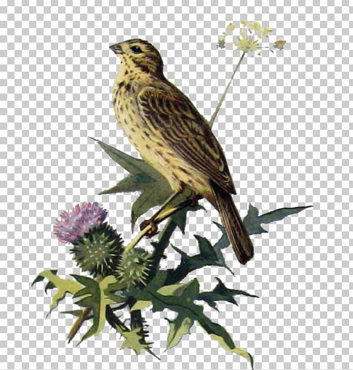 House Finch Finches Ortolan Bunting American Sparrows Beak PNG, Clipart, American Sparrows, Beak, Bird, Branch, Cuckoos Free PNG Download