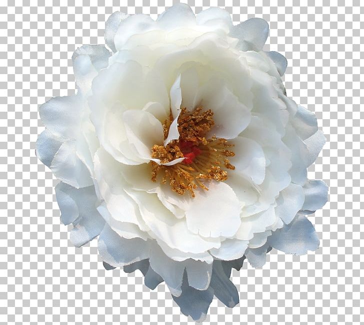 Peony PNG, Clipart, Flower, Flowering Plant, Nature, Peony, Petal Free PNG Download