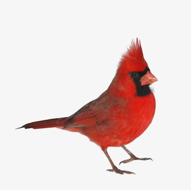 Red Birds PNG, Clipart, Anim, Animal, Animal Wildlife, Beak, Bird Free PNG Download