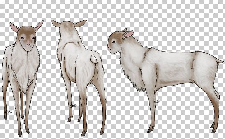 Cattle Deer Goat Wildlife Terrestrial Animal PNG, Clipart, Animal, Animals, Cattle, Cattle Like Mammal, Cow Goat Family Free PNG Download