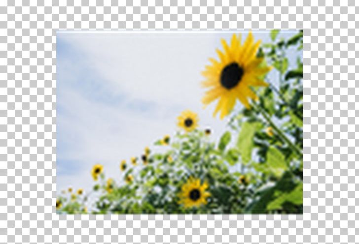 Desktop Common Sunflower Light PNG, Clipart, Animated Film, Common Sunflower, Daisy Family, Desktop Wallpaper, Download Free PNG Download