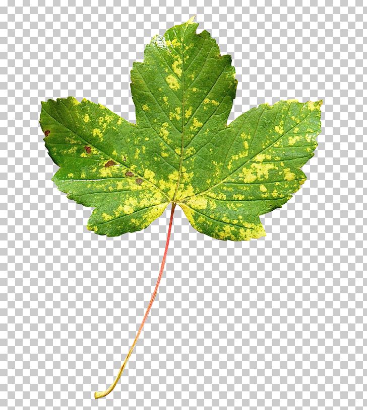 Leaf PNG, Clipart, 150th Anniversary Of Canada, Animation, Autumn, Canada, Canadian Free PNG Download