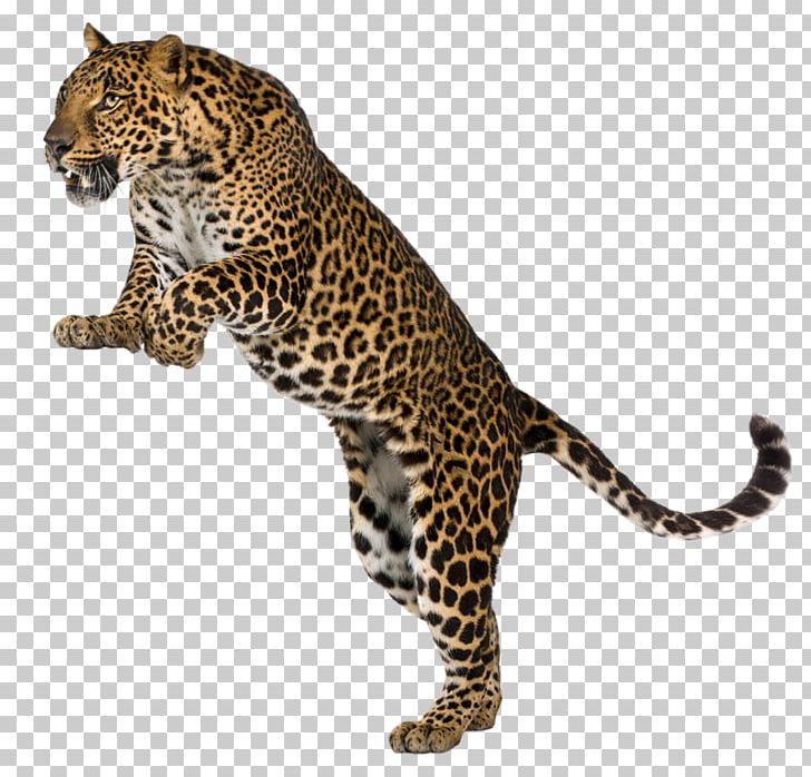 Leopard Cheetah Felidae Wall Decal PNG, Clipart, Animal Figure, Animal Print, Animals, Bathroom, Bedroom Free PNG Download