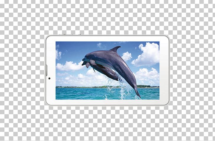 Wholphin Common Bottlenose Dolphin Sea Marine Biology PNG, Clipart, Animal, Bird, Blue, Bottlenose Dolphin, Common Bottlenose Dolphin Free PNG Download