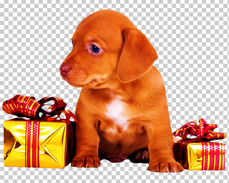 Christmas Gift New Year Gift Gift PNG, Clipart, Christmas Gift, Dachshund, Dog, Ear, Gift Free PNG Download