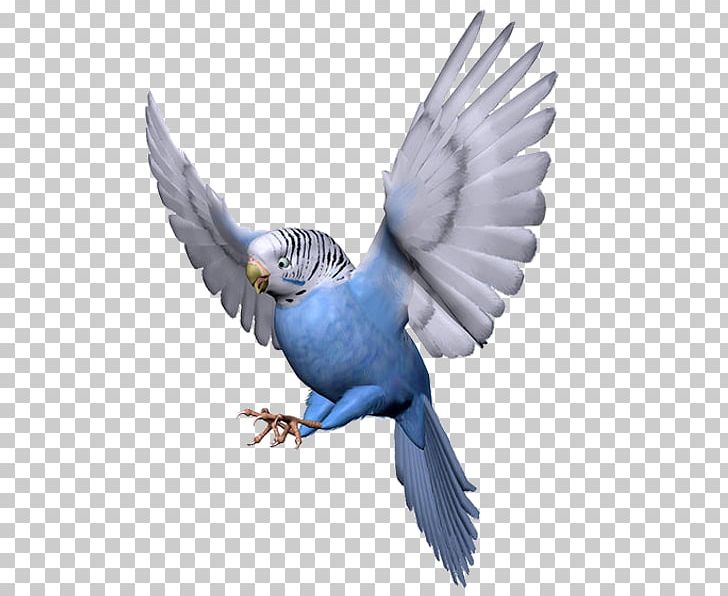 Budgerigar Lovebird Parrot PNG, Clipart, Animal, Animals, Beak, Bird, Birds Free PNG Download