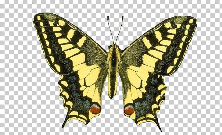 Butterfly Insect Small Tortoiseshell Mourning Cloak PNG, Clipart, Arthropod, Bombycidae, Brush Footed Butterfly, Butterflies And Moths, Butterfly Free PNG Download