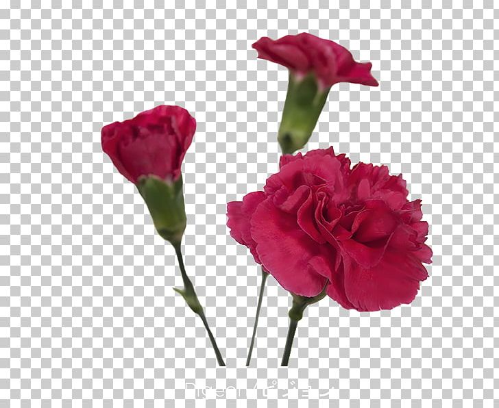 Garden Roses Cabbage Rose Floribunda Cut Flowers Carnation PNG, Clipart, Annual Plant, Artificial Flower, Carnation, China Rose, Colibri Free PNG Download