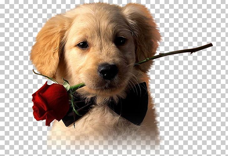 Golden Retriever Puppy Labrador Retriever Pet PNG, Clipart,  Free PNG Download