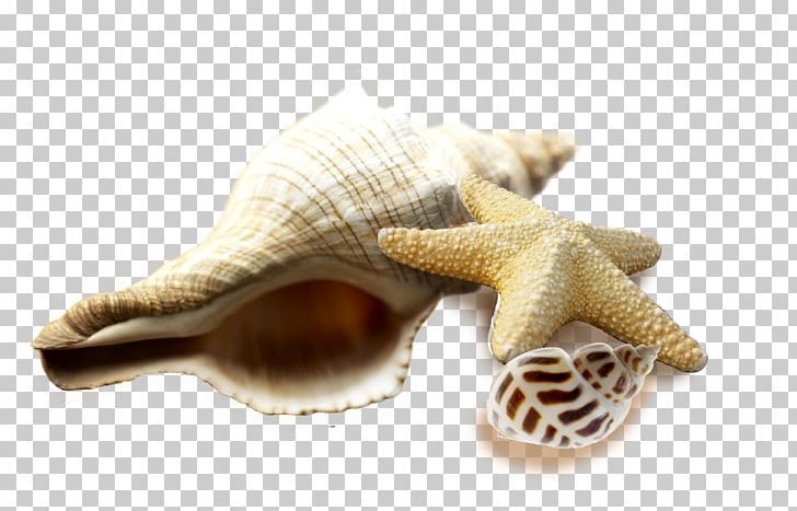 Seafood Seashell Sea Snail Conch PNG, Clipart, Cartoon Conch, Conch, Conch Creative Photography, Conchs, Conch Shell Free PNG Download