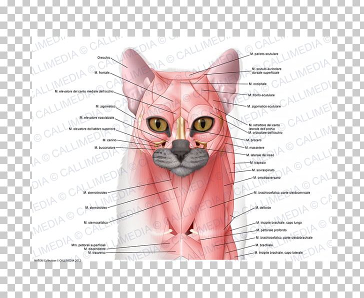 Whiskers Domestic Short-haired Cat Muscle Anatomy PNG, Clipart, Anatomy, Animals, Carnivoran, Cat, Cat Like Mammal Free PNG Download