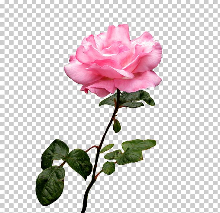 Rose Pink Flower Desktop PNG, Clipart, Annual Plant, Artificial Flower, Bud, China Rose, Desktop Wallpaper Free PNG Download