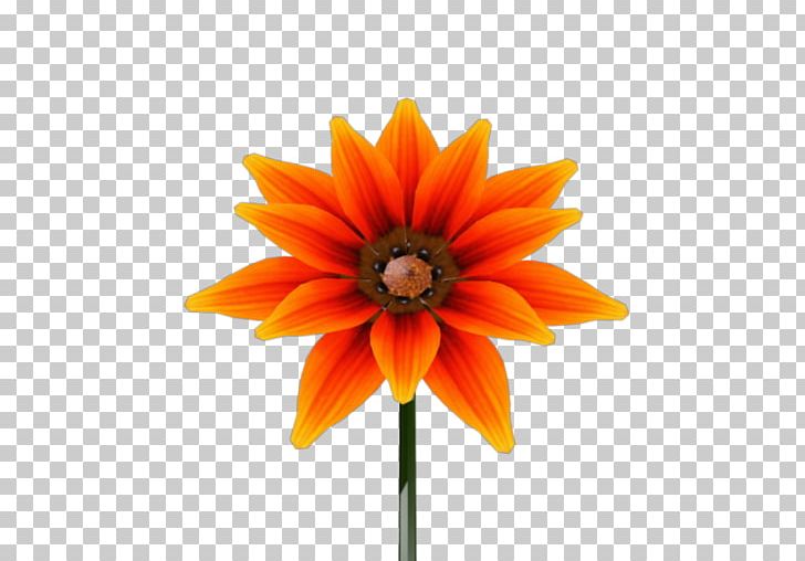 Transvaal Daisy Common Sunflower Cut Flowers Petal PNG, Clipart, Common Sunflower, Cut Flowers, Daisy Family, Flower, Flowering Plant Free PNG Download