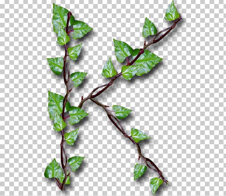 Twig Leaf YouTube Alphabet Inc. Common Ivy PNG, Clipart, Alphabet Inc, Branch, Common Ivy, Cricut, Google Free PNG Download