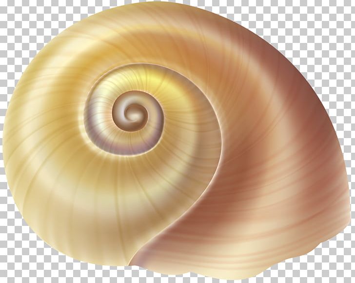 Gastropods Seashell Gastropod Shell PNG, Clipart, Animals, Clip Art, Computer Icons, Conch, Conchology Free PNG Download