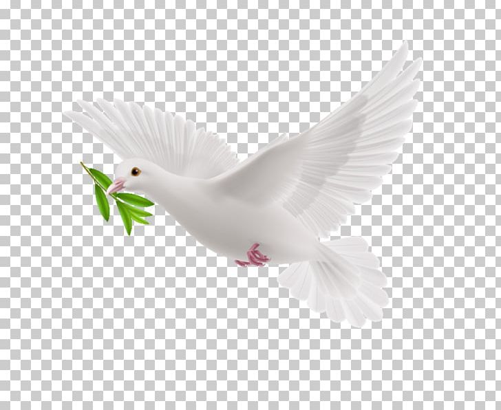 Graphics Illustration Photograph PNG, Clipart, Beak, Bible, Bird, Doves As Symbols, Fauna Free PNG Download