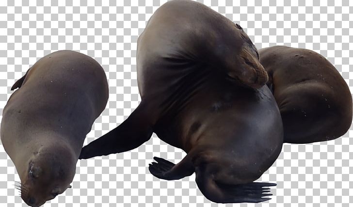 Sea Lion Texture Mapping 3D Computer Graphics Wavefront .obj File PNG, Clipart, 3d Computer Graphics, Animal, Animals, California Sea Lion, Cinema 4d Free PNG Download