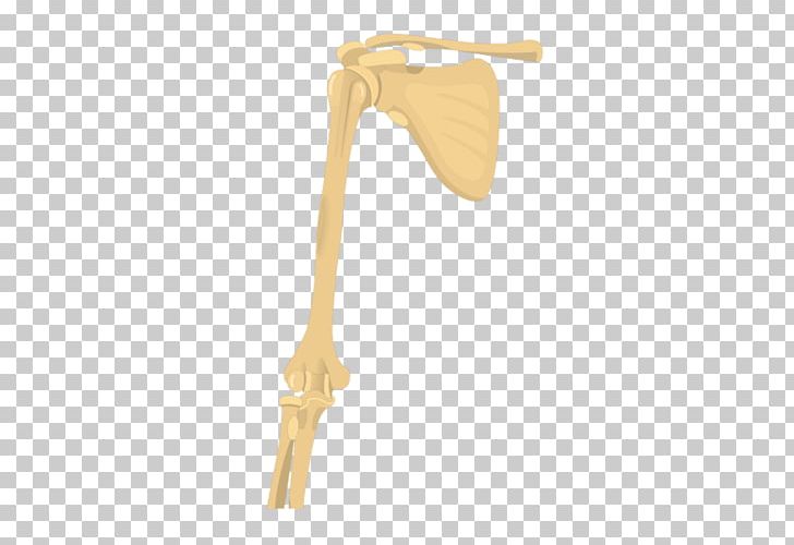 Shoulder Joint Humerus Arm Long Bone PNG, Clipart, Arm, Bone, Elbow, Humerus, Joint Free PNG Download