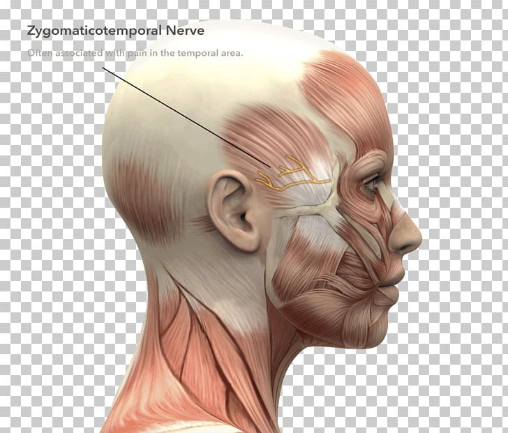 Stock Photography Human Anatomy Head And Neck Anatomy Human Head PNG, Clipart, Anatomy, Arm, Ches, Chin, Deep Fascia Free PNG Download
