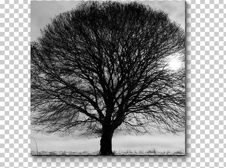 Black And White Branch Tree Stock Photography PNG, Clipart, Art, Black And White, Branch, Monochrome, Monochrome Photography Free PNG Download