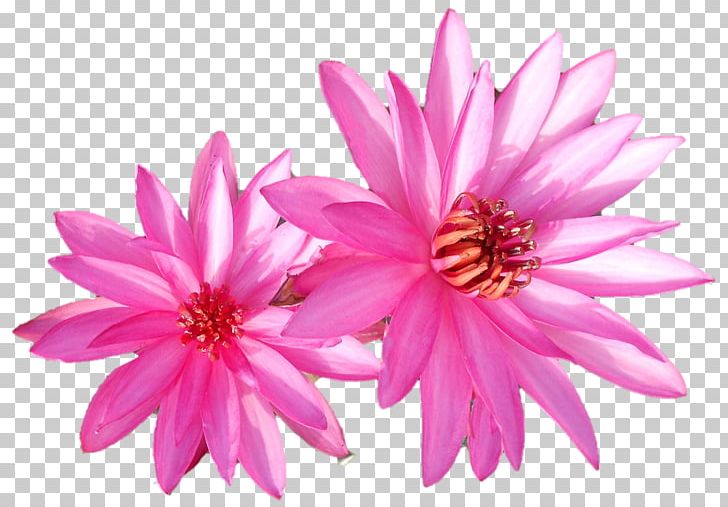 Dahlia Annual Plant Chrysanthemum Herbaceous Plant Pink M PNG, Clipart, Annual Plant, Belur Math, Chrysanthemum, Chrysanths, Dahlia Free PNG Download