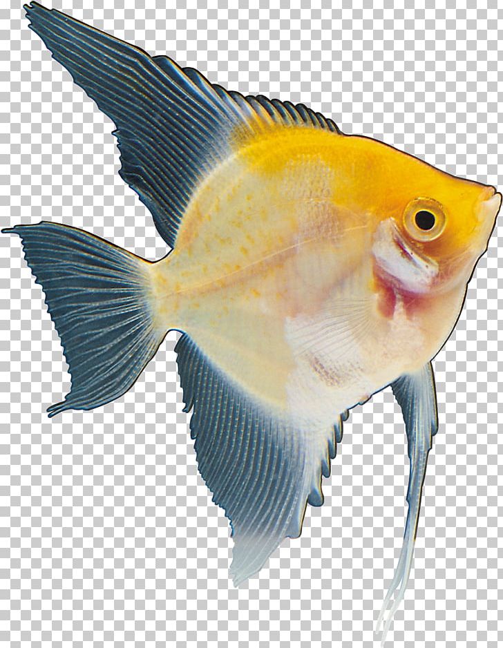 Fish Marine Biology Yellow Red Tail PNG, Clipart, Animals, Biology, Color, Fauna, Feeder Fish Free PNG Download