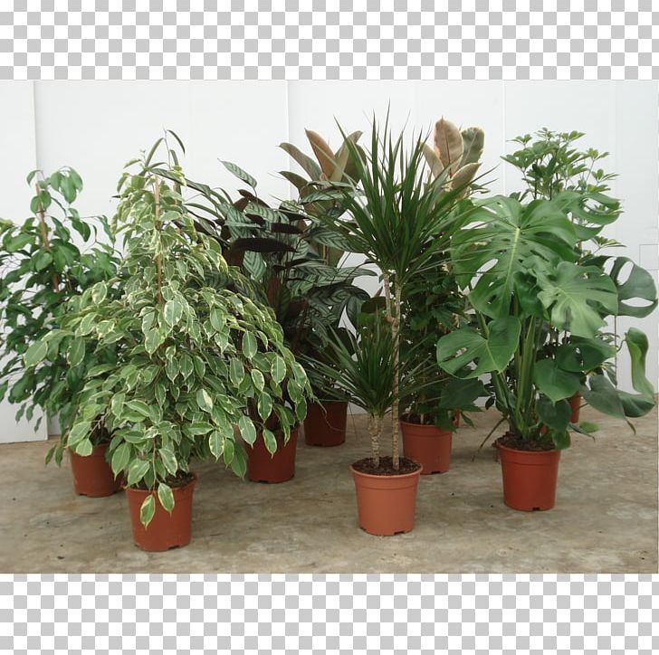 Houseplant Paperplant Dwarf Umbrella Tree Dracaena PNG, Clipart, Centimeter, Dracaena, Dracaena Braunii, Evergreen, Fatsia Free PNG Download