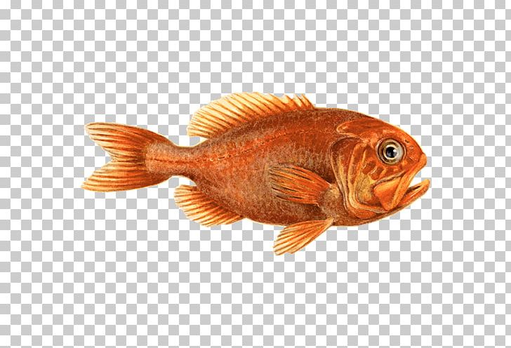 Northern Red Snapper Orange Roughy Fish Seafood Watch PNG, Clipart, Animal Source Foods, Bony Fish, Bottom Trawling, Diversity Of Fish, Fauna Free PNG Download