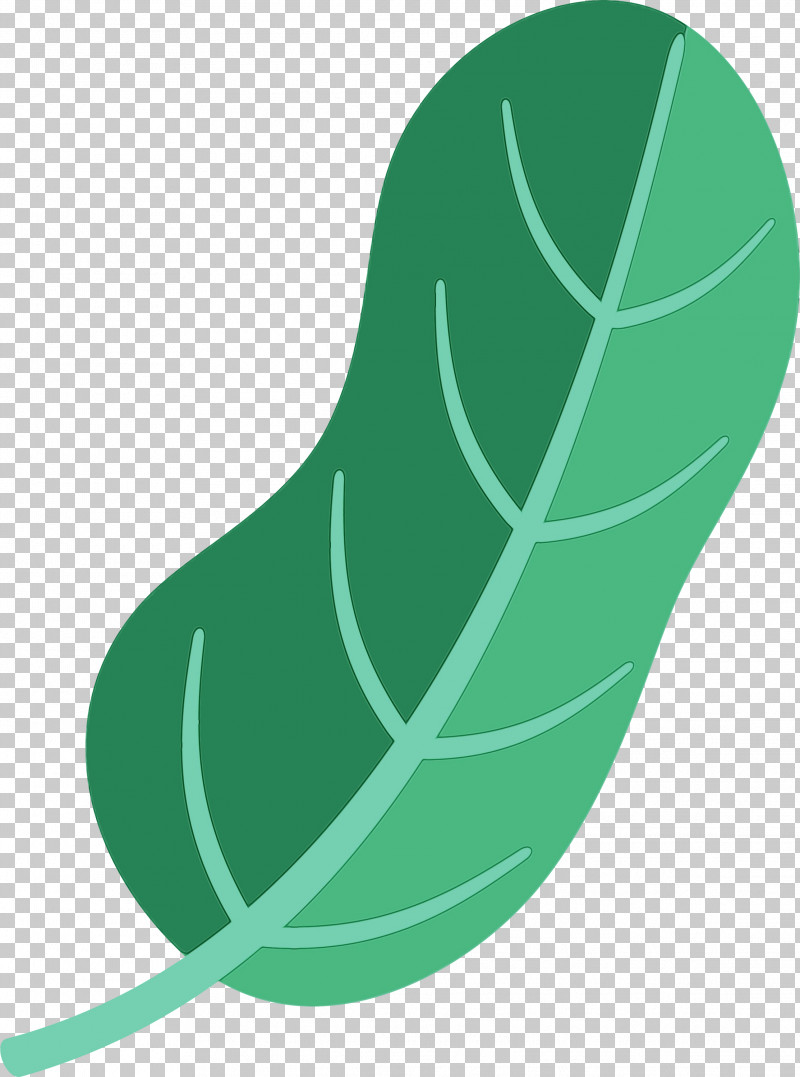 Leaf Green Shoe Plants Plant Structure PNG, Clipart, Biology, Green, Leaf, Paint, Plants Free PNG Download