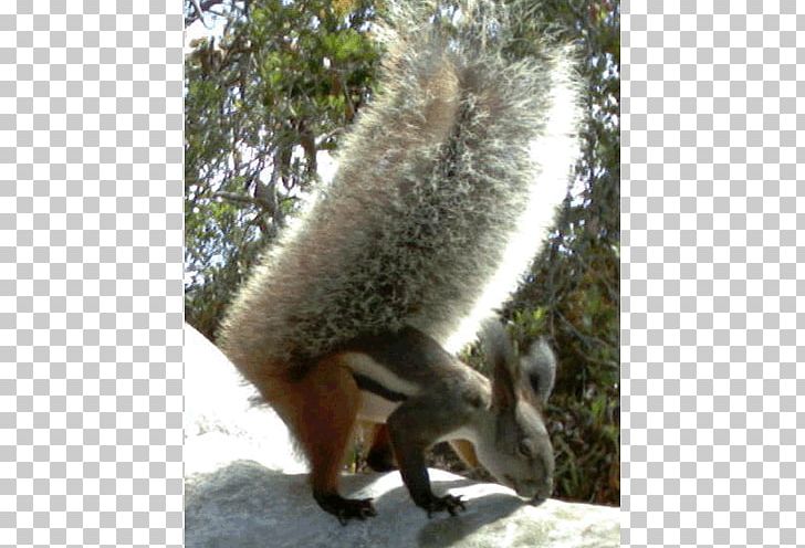 Fox Squirrel Tufted Ground Squirrel Sciurini Oriental Giant Squirrel PNG, Clipart, Animal, Animals, Fauna, Fox Squirrel, Fur Free PNG Download